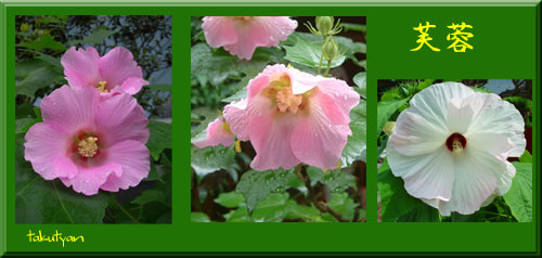 19芙蓉.jpg