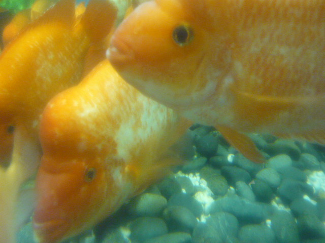 大魚