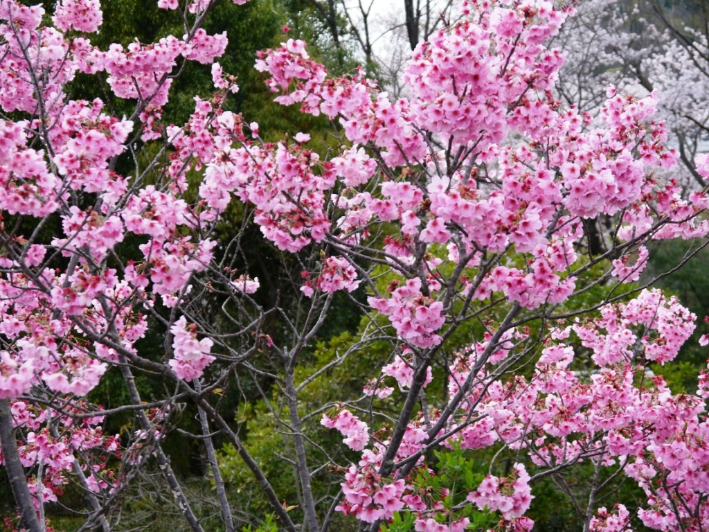 P1060731-.jpg