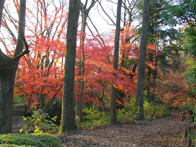 京都府立植物園