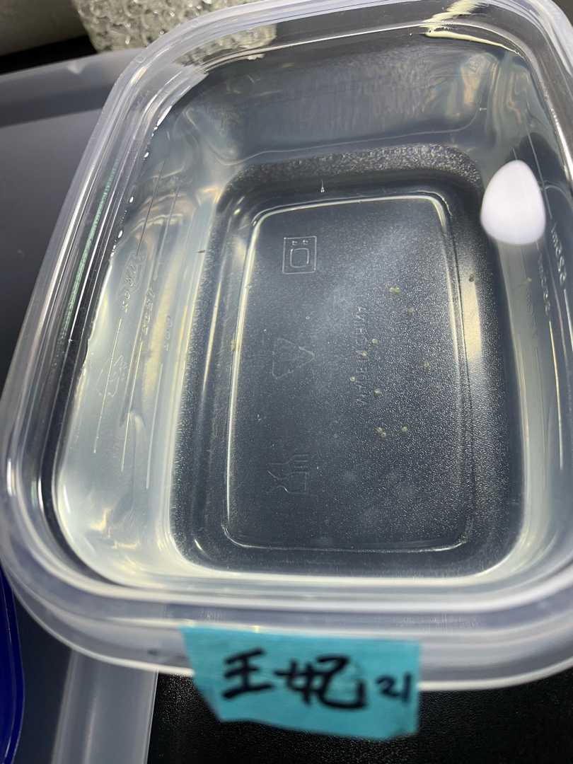 メダカ飼育 針子育成 メダカ飼育奮闘記 楽天ブログ