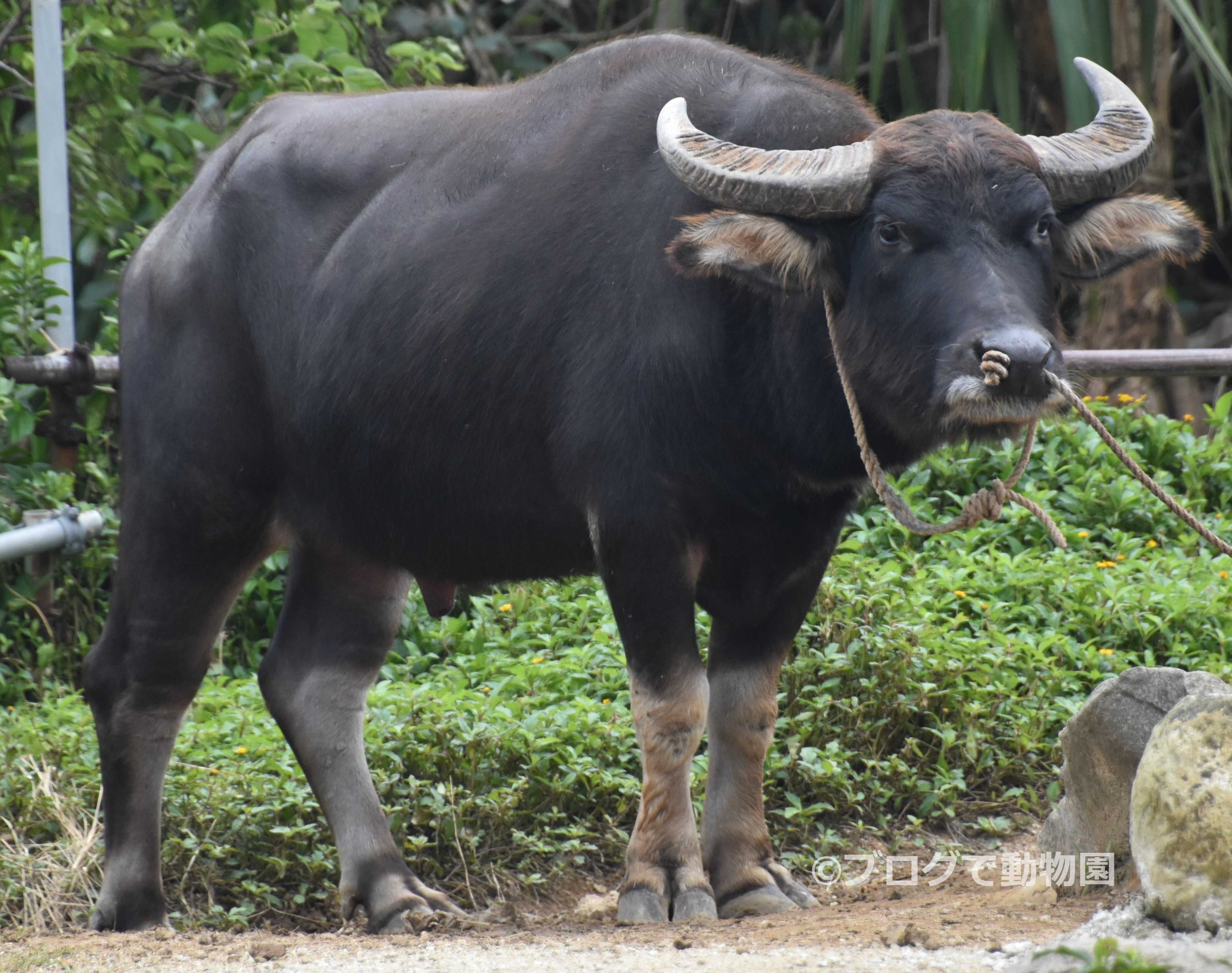 アジアスイギュウ ブログで動物園 楽天ブログ