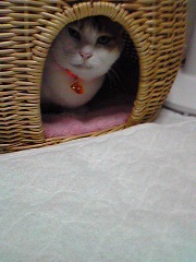 maruko