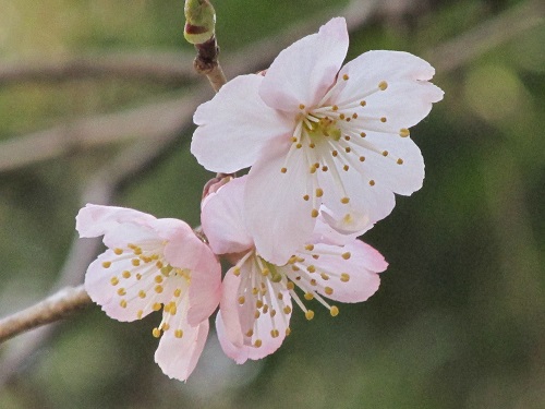 さくら（桜）