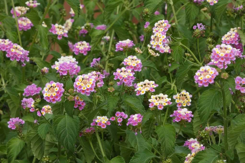 515