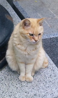 お寺の猫３.jpg