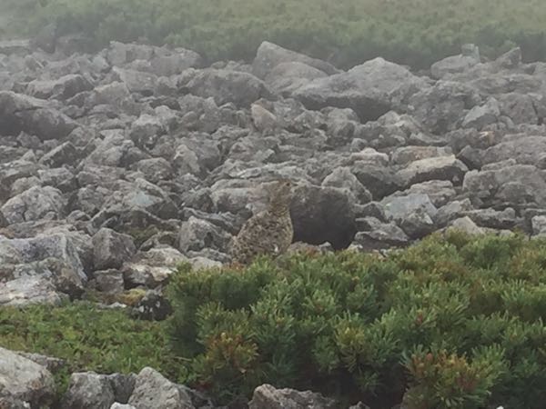 rblog-20170715132245-04.jpg