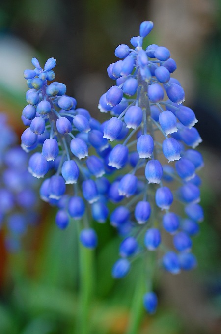 ムスカリの花