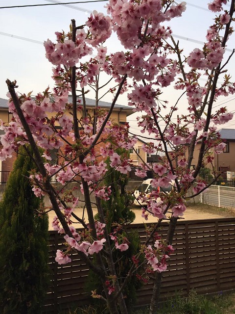 陽光桜散り始め.jpg