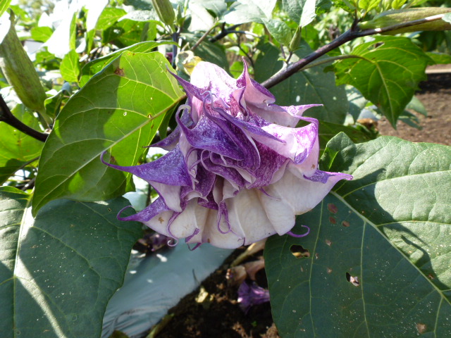 82 紫花