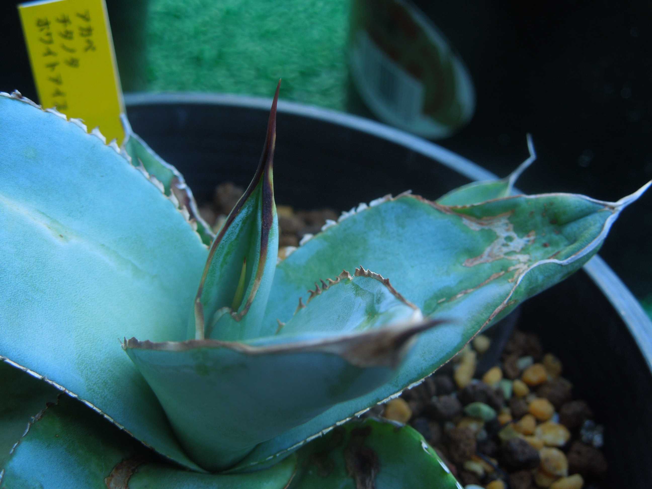 アガベ・チタノタ・ホワイトアイス(Agave titanota 