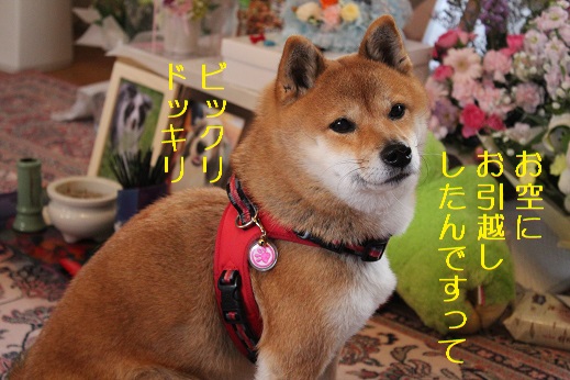 お引越し
