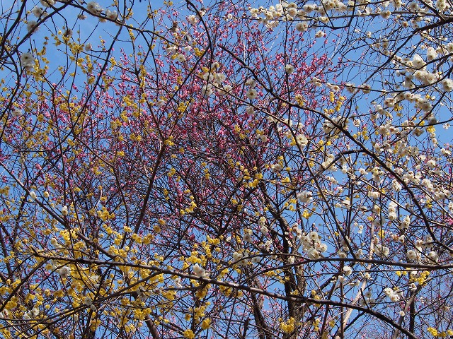 P2130063.jpg