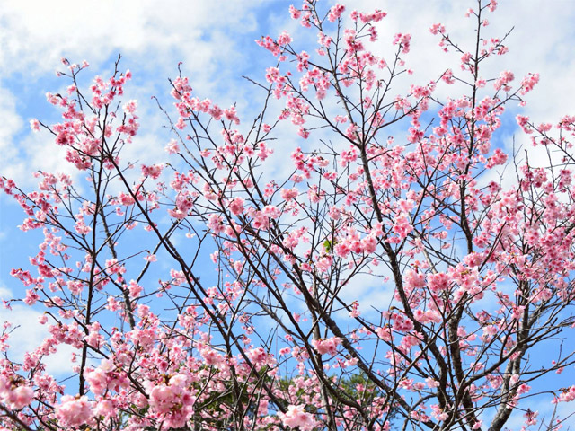 寒緋桜（カンヒザクラ）