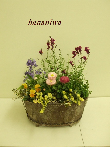 アンティークポットの寄せ植え４.JPG