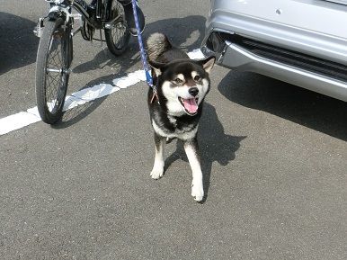 開花目前 トラおじさんとの再会 柴楽日記 楽天ブログ