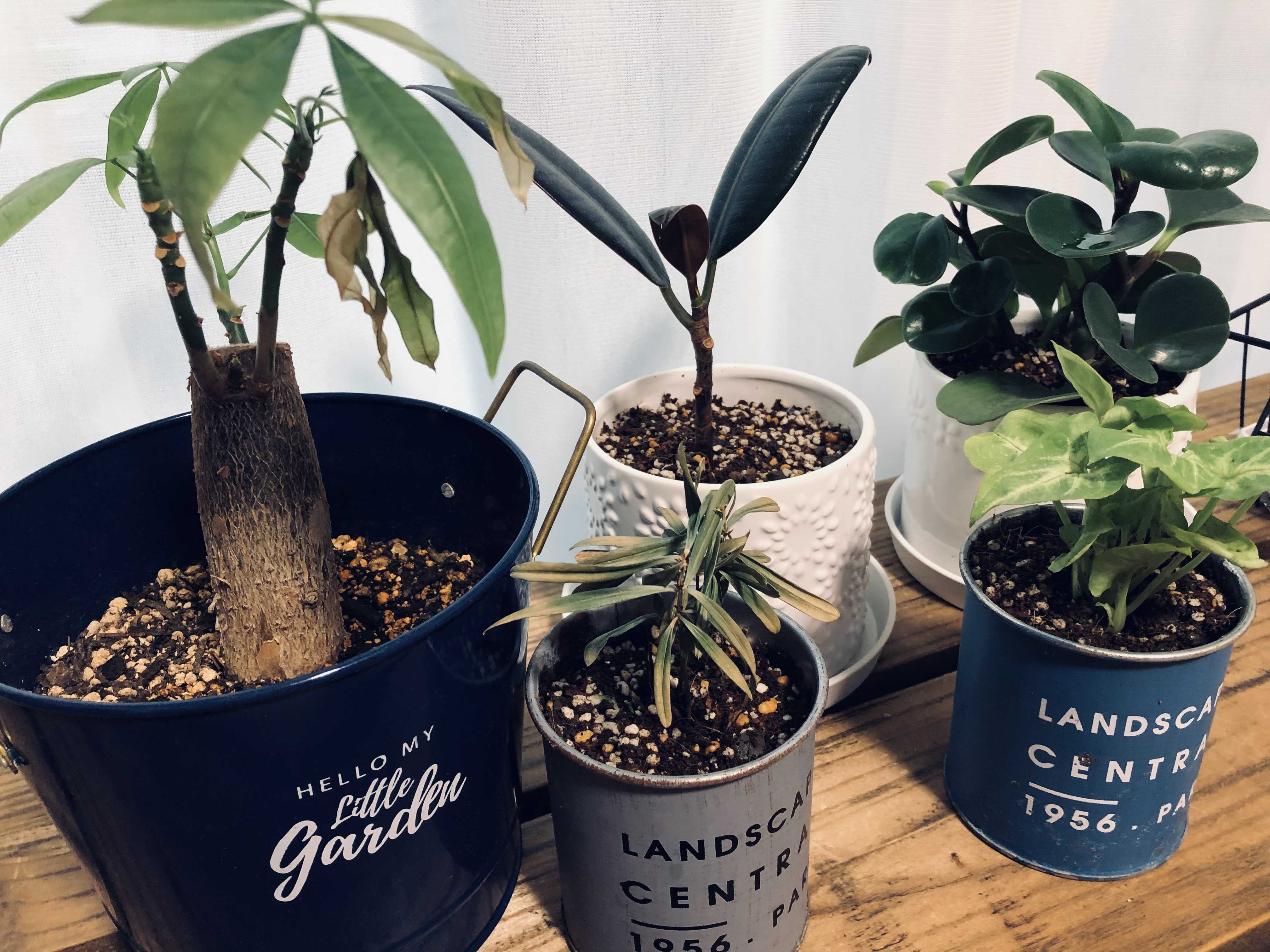 ダイソーの観葉植物・土の入れ替えと新しい鉢 少しの砂糖とバターがあれば。 楽天ブログ