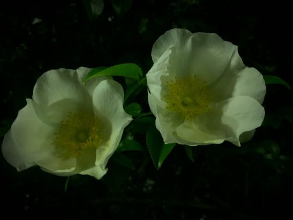 rblog-20160426010130-09.jpg