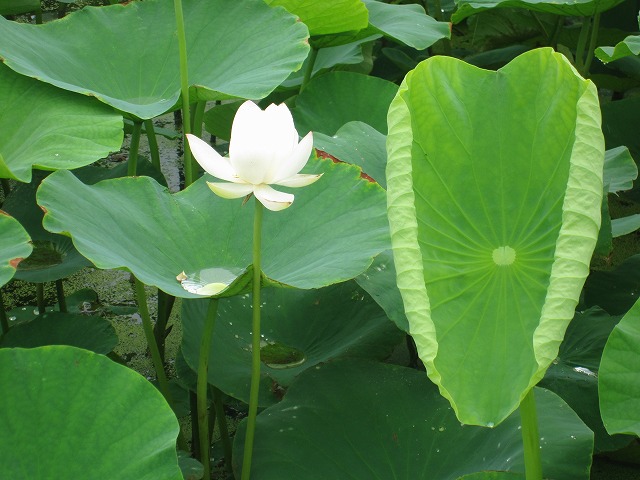 006