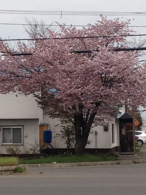 帯広桜.JPG