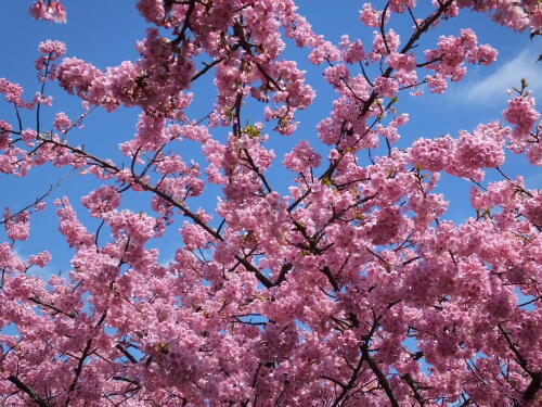 三浦海岸の河津桜