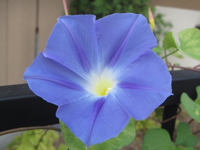 花２８.jpg