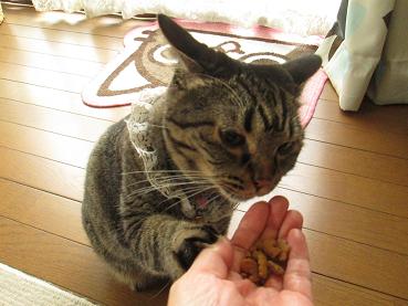 おやつ