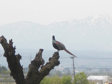 20140514キジ.jpg