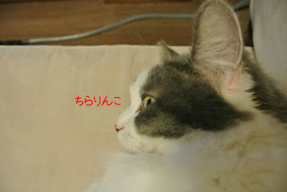 mumu12.jpg