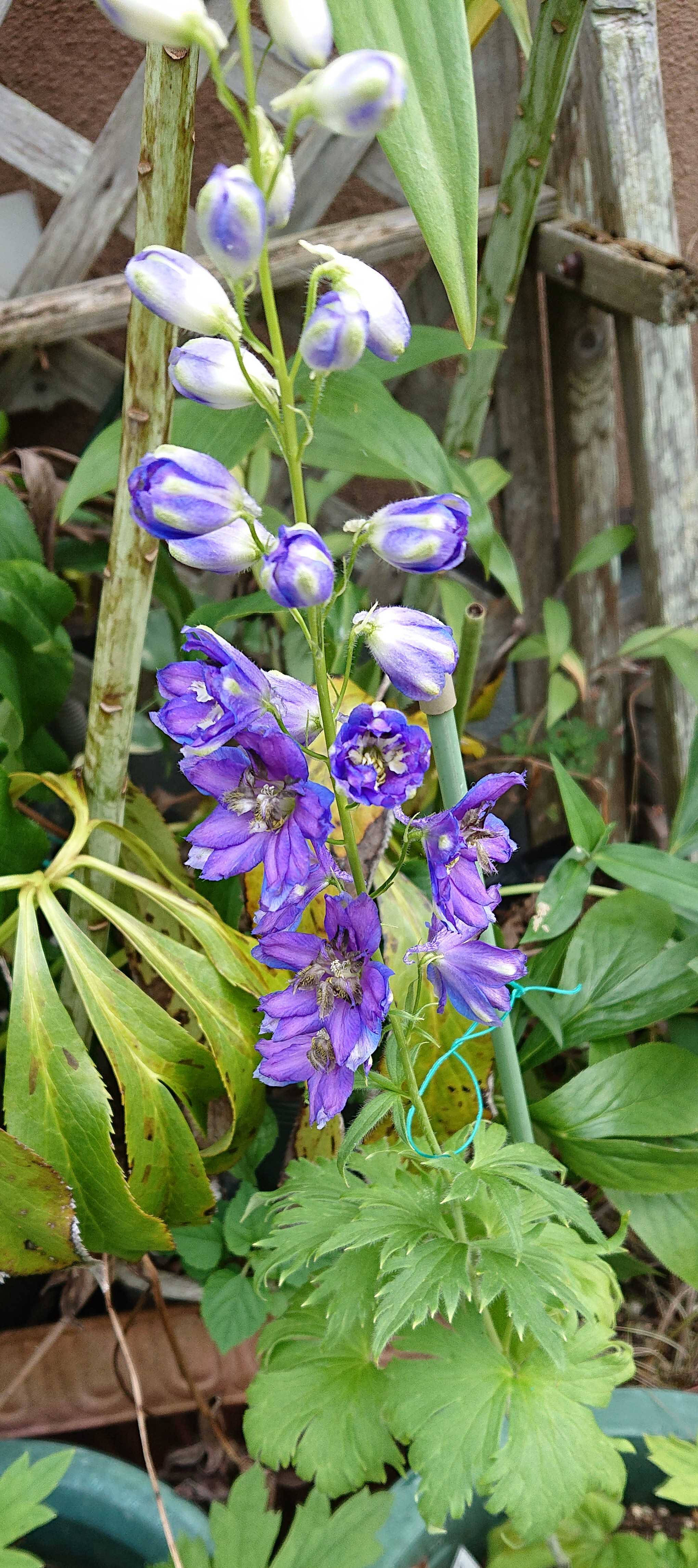 デルフィニウム 咲きました 趣味は園芸だけれども 楽天ブログ