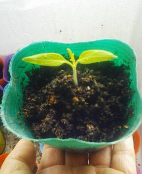 F1000044 - コピー.JPG