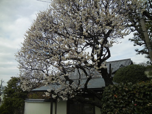 ご近所の梅の花