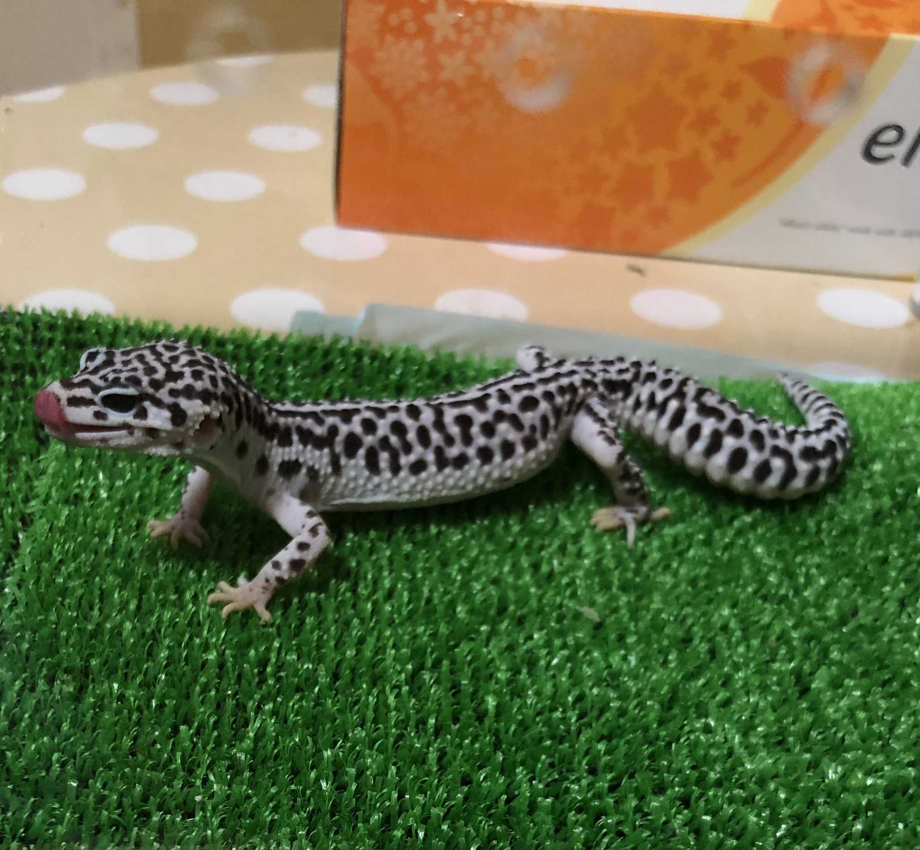 otukareyama のブログ