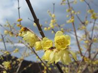 IMG_4955_R.JPG