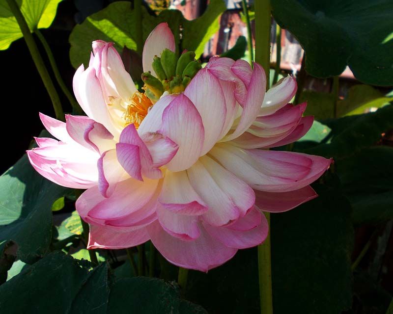 蓮の花が綺麗に咲いて やっと見えた花しょうぶ おもいついた時に 楽天ブログ