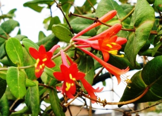 突抜忍冬の花 花と蕎麦とリハビリと 楽天ブログ