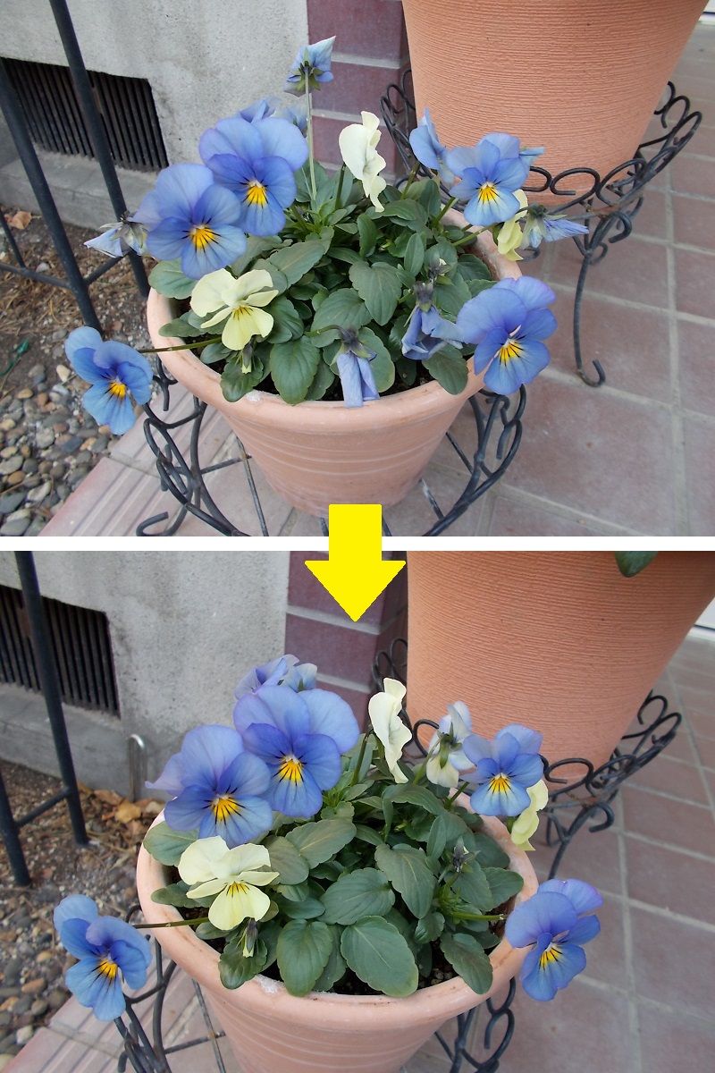 ビオラの花がらを摘みました バラを咲かせることが好き 楽天ブログ
