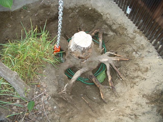 庭木の抜根 作業編 隣の芝生 楽天ブログ