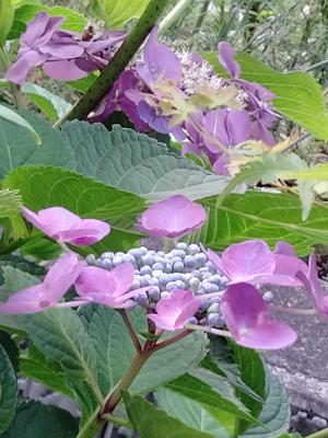 庭の花木 花に癒されて 楽天ブログ