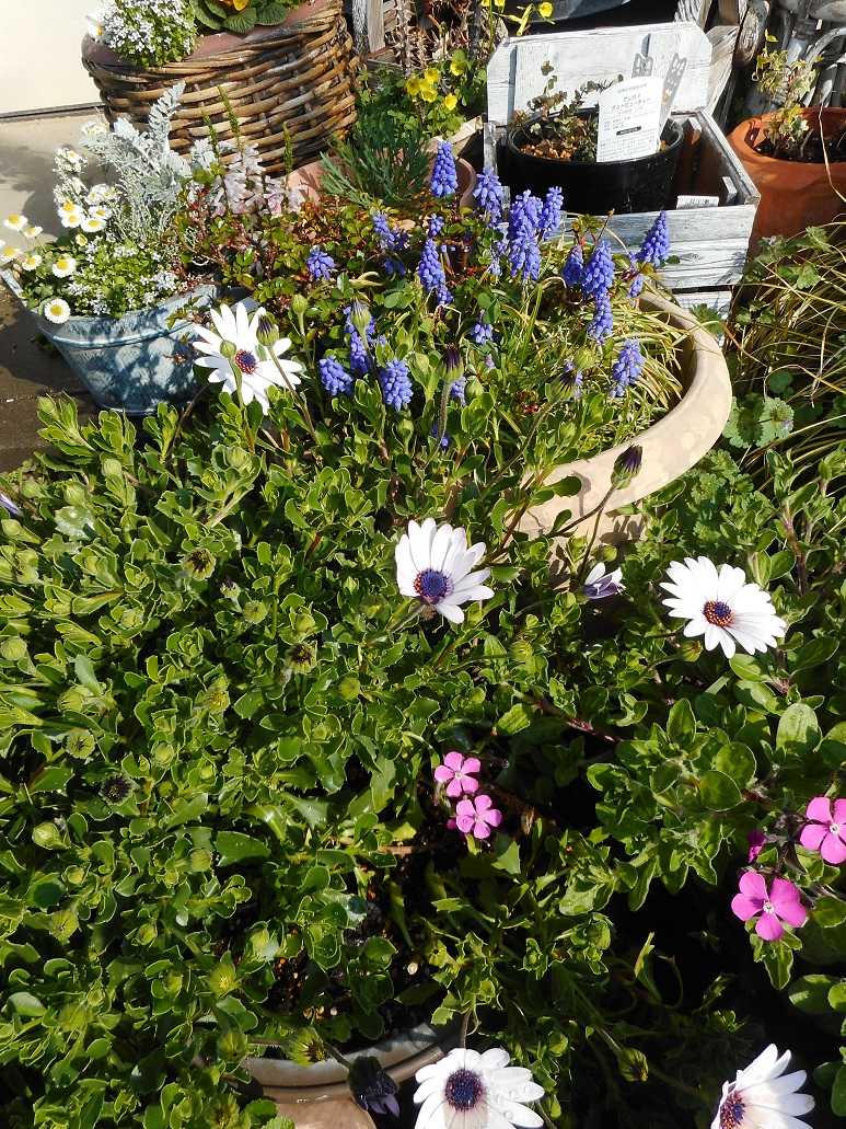 我が家の庭にも春が来た ｺﾞﾁｬｺﾞﾁｬガーデン 古ギャルの山登りとガーデニングで楽しく 楽天ブログ