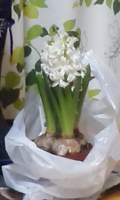 hiyashinnsu.jpg