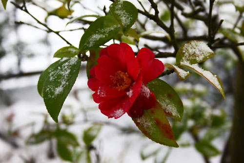 雪の朝　28.1.19-3_edited-1.jpg