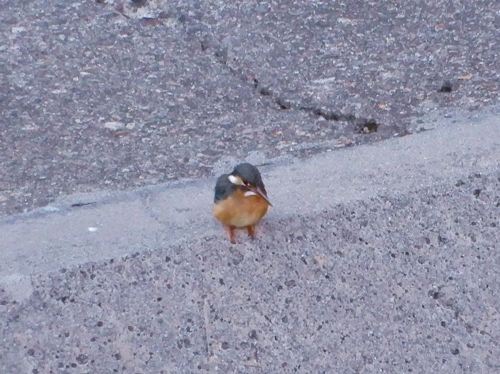 カワセミ6