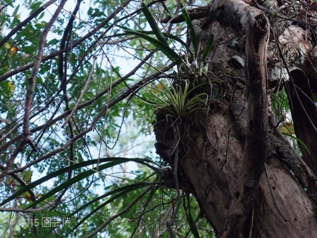 Encyclia tampensis 20151229-4
