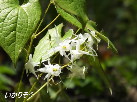 四季の森公園にて