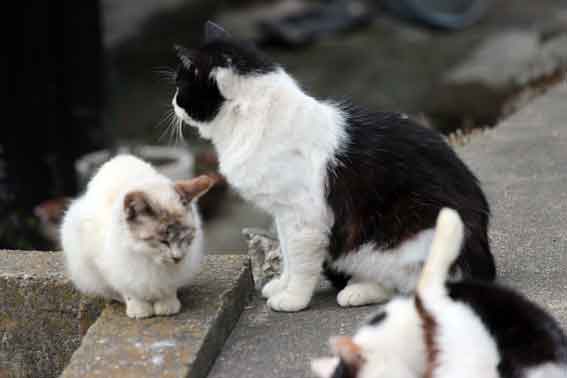 我が家のニャンコ♪2014/03/29-3