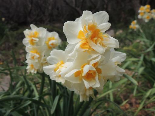八重の中が黄色い水仙