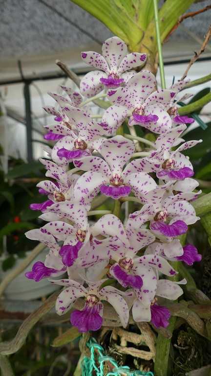 リンコスティリス ギガンティア ‛チンミン’ ラン・ラ・パン 楽天ブログ