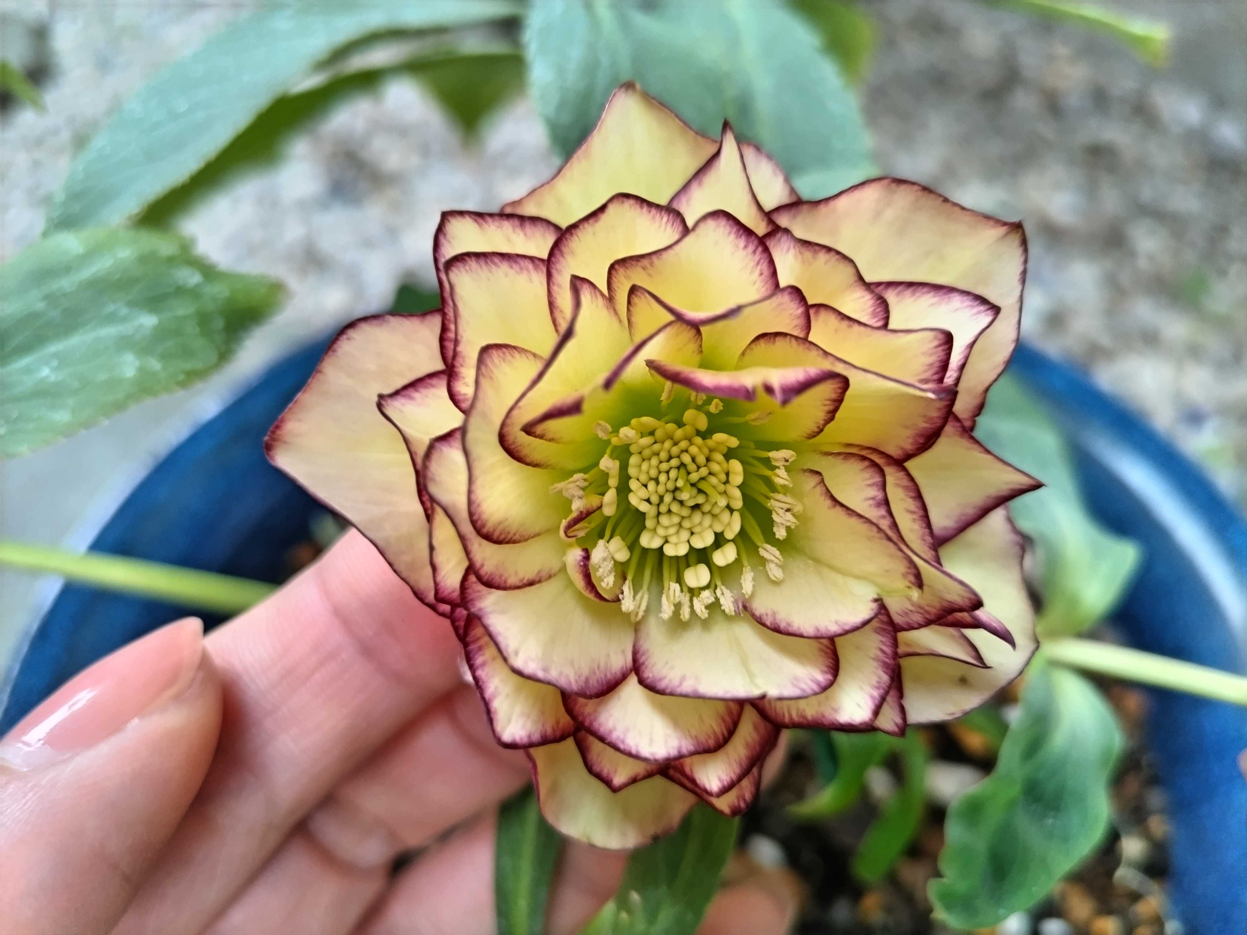 クリスマスローズ八重咲き黄色と氷の薔薇レッドの植え付け 庭の