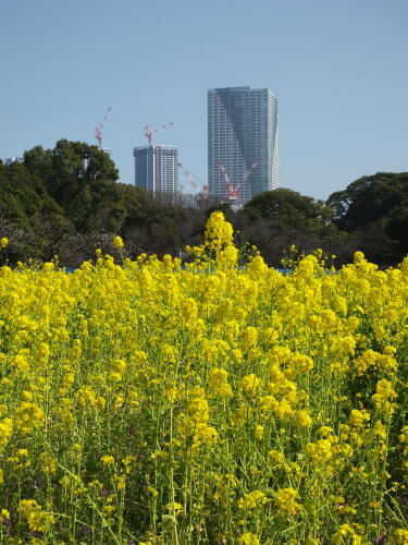 浜離宮恩賜庭園の菜の花